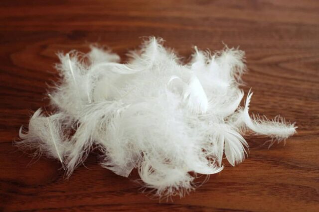 ハンガリー産スモールフェザー